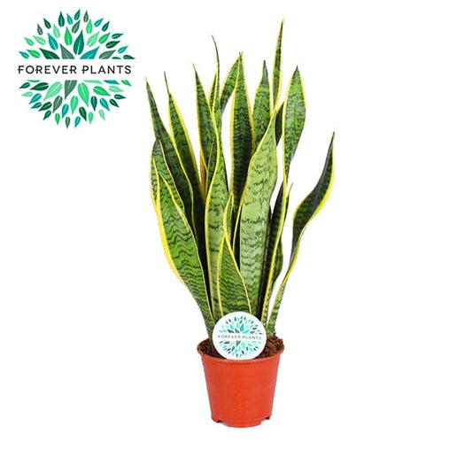 Sansevieria Laurentii