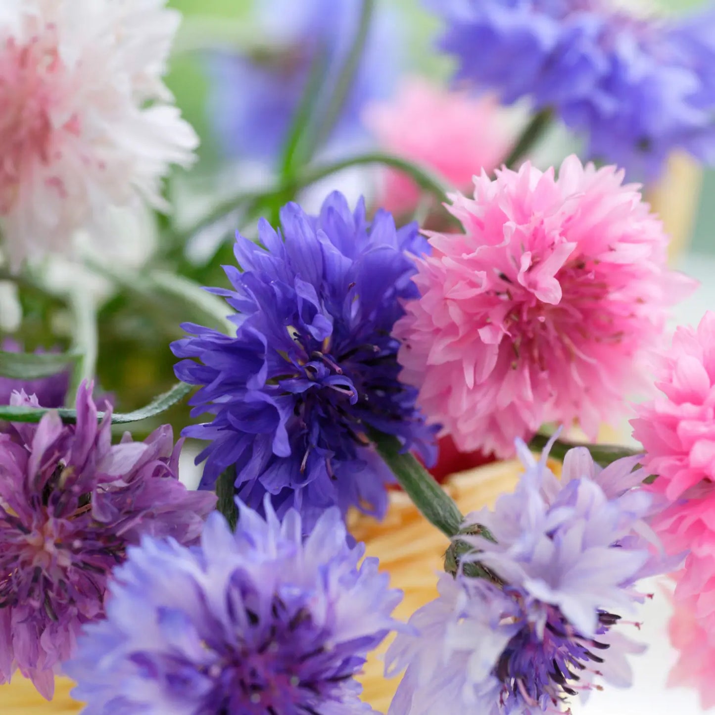 Seeds Cornflower Polka Dot Mix