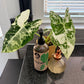 Sybotanica Tropical Liquid Plant Food