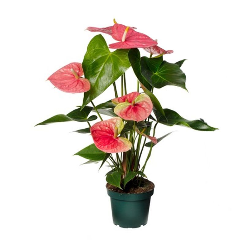 Anthurium andr Colorado