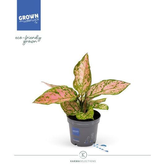 Aglaonema Hawkeye