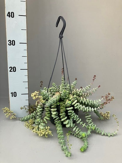 Crassula marnieriana