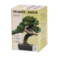 Grow2Go Bonsai Starter Kit Growing Set (Gift Idea)