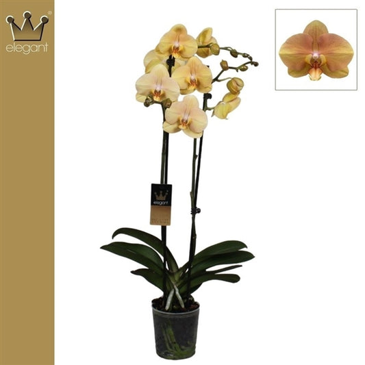 Phalenopsis Orchid Golden River 2 Stems