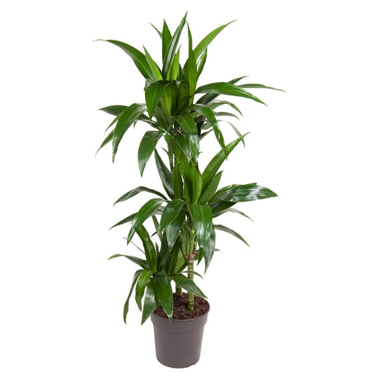 Dracaena Janet Craig