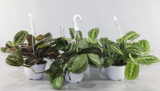 Maranta leuc mix