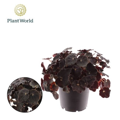 Begonia Foliage Rex Dark Mambo