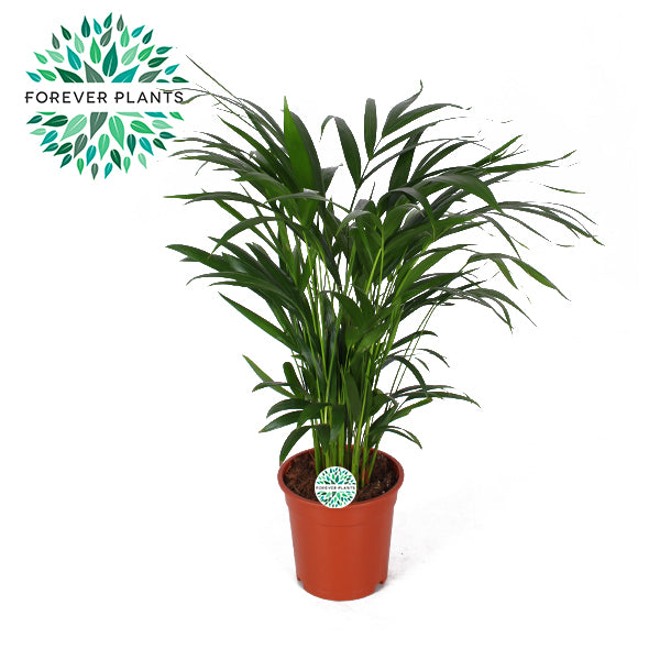 Dypsis lutercens - Areca Palm