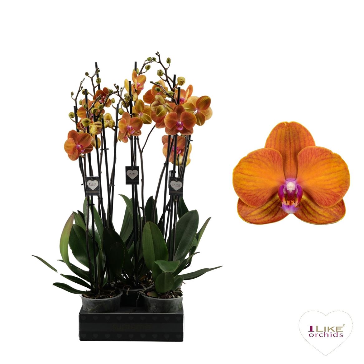Phalaenopsis Orchid 'Bologna' (2 Stems)