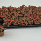 Fittonia - Nerve Plant