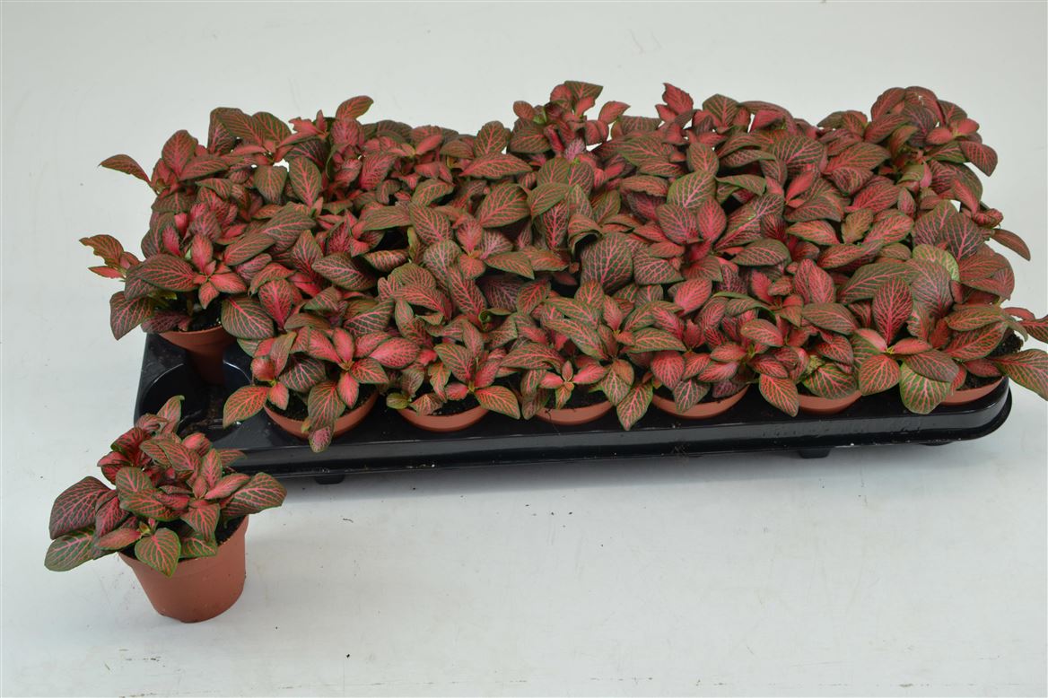 Fittonia - Nerve Plant