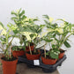 Rhaphidophora tetrasperma Variegata