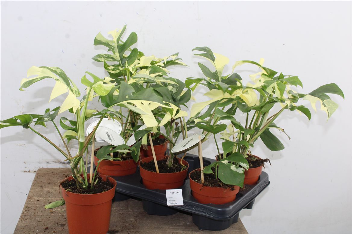 Rhaphidophora tetrasperma Variegata
