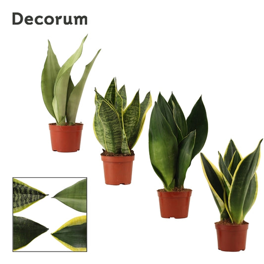 Sansevieria Super Mix