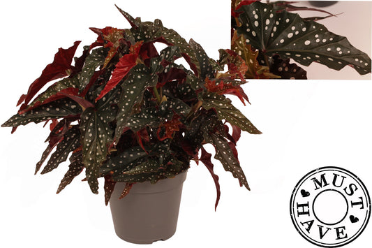 Begonia Foliage Black Forest