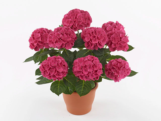 Hydrangea macr M Hi Ocean