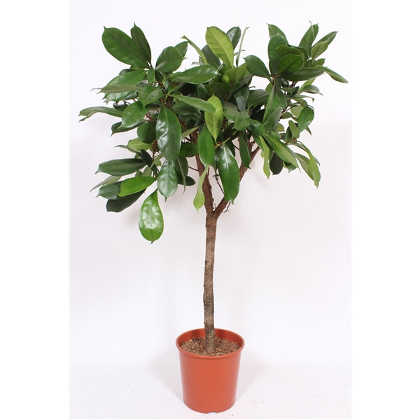 Ficus Cyathispula