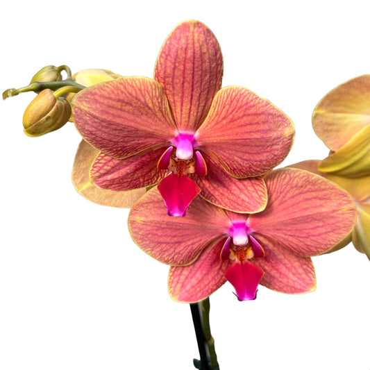 Phalaenopsis 'elegant Cascade' Apple Pie 1 Stem