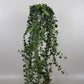 Hedera helix Wonder