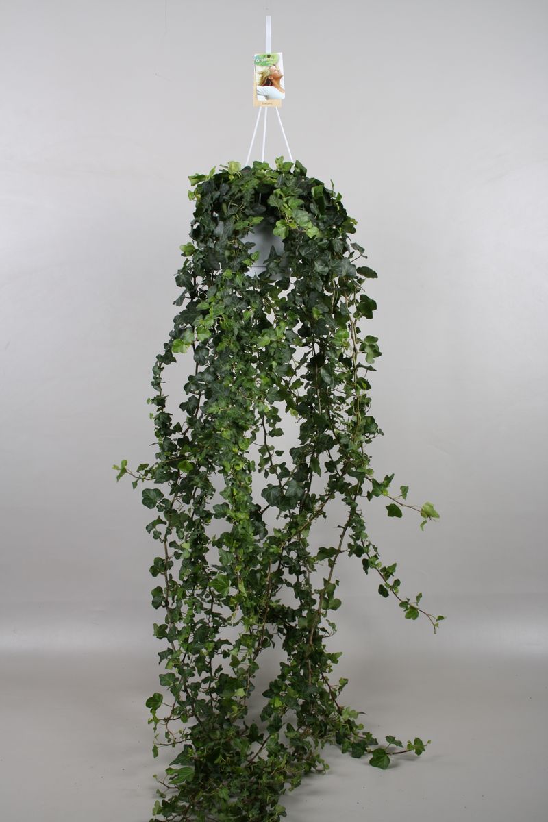 Hedera helix Wonder