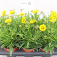 Coreopsis Grand
