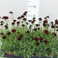 Cosmos Astrosaguineus Chocolate
