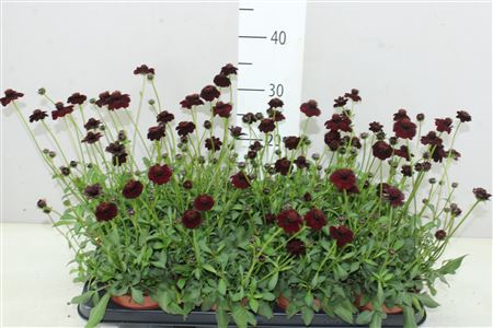 Cosmos Astrosaguineus Chocolate