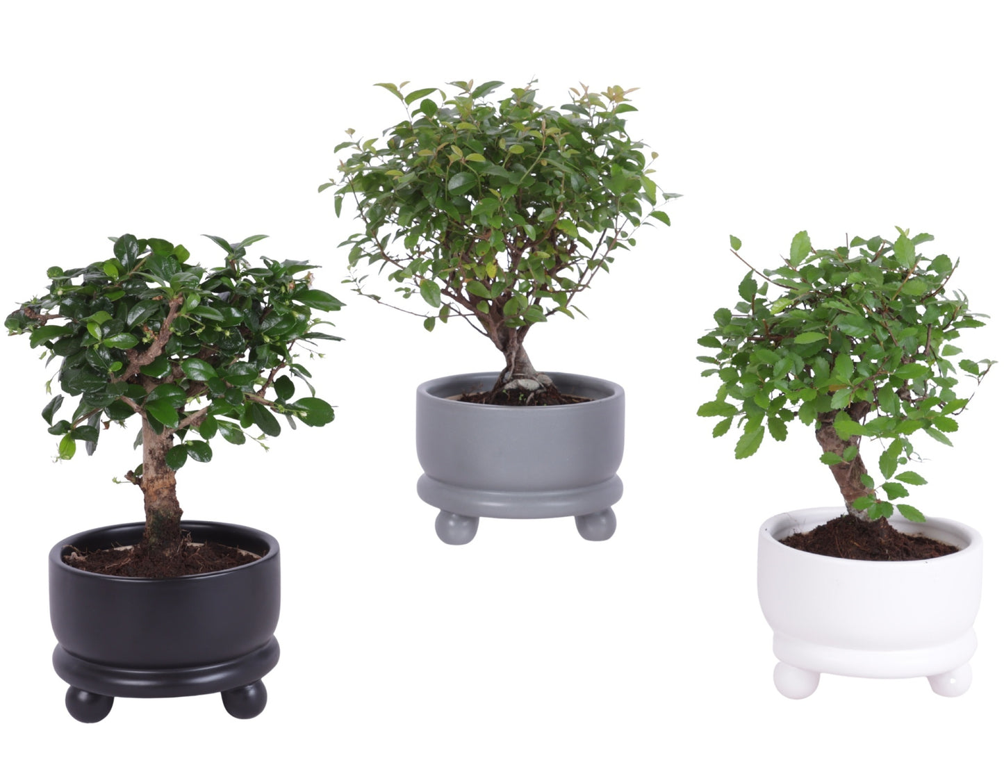 Bonsai Indoor Mix Ball Shape + Ceramic Pot Ball
