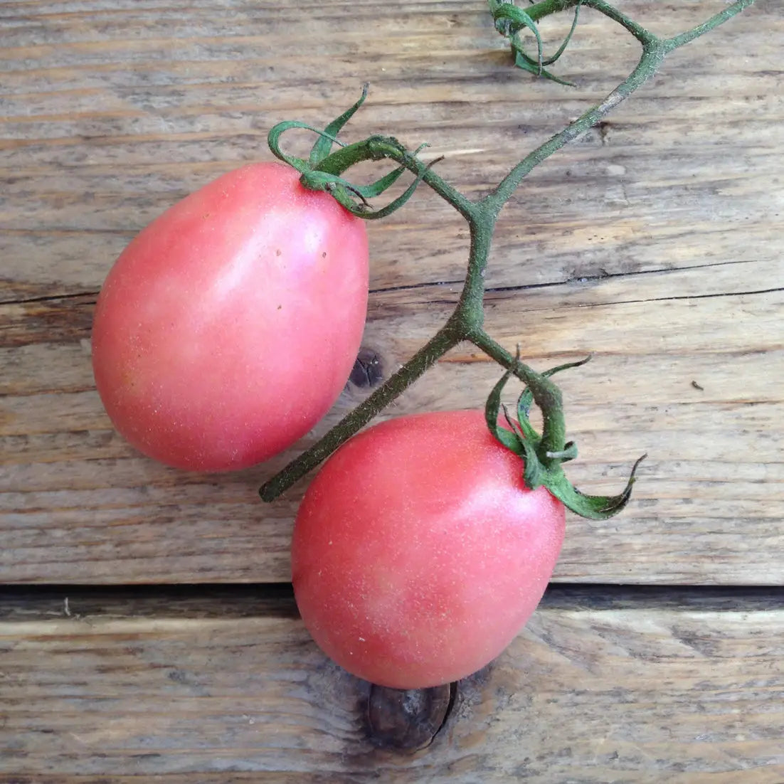 Seeds Tomato Thai Pink Egg