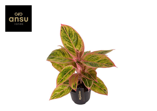 Aglaonema Salmon Fantasy