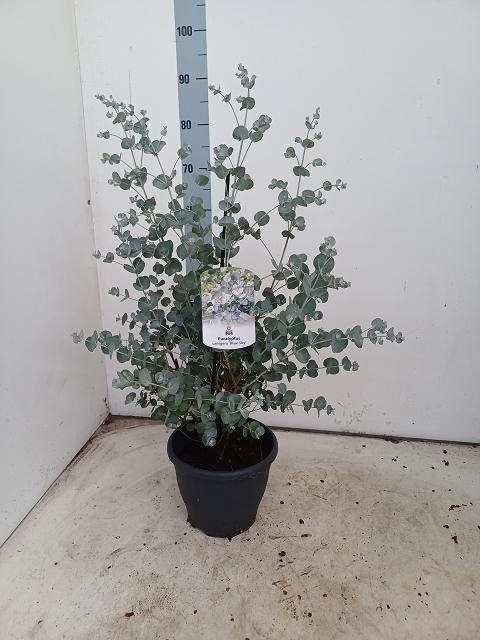 Eucalyptus Urnigera