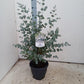 Eucalyptus Urnigera