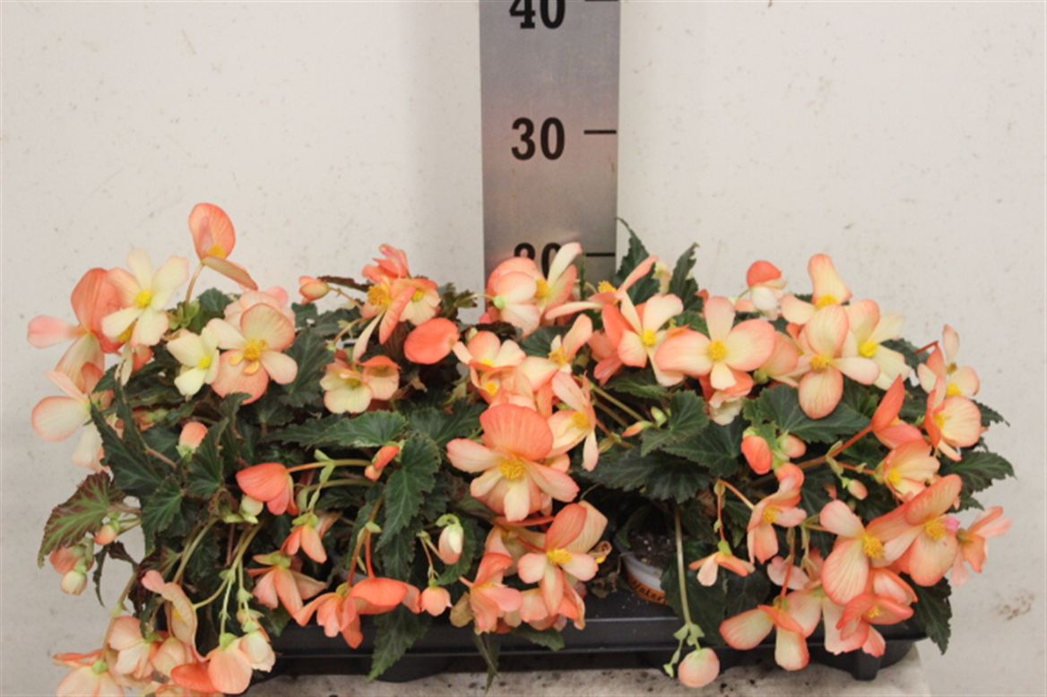 Begonia Waterfall Soft Orange