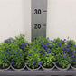 Lobelia Blue