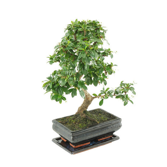 Bonsai S-Shape with Saucer