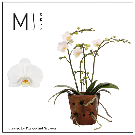 White Phal Orchid in Terracotta Pot