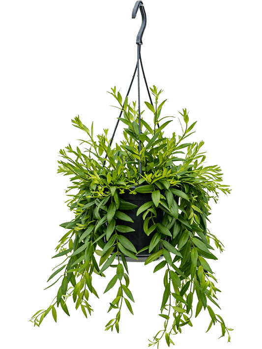 Aeschynanthus Japhrolepsis