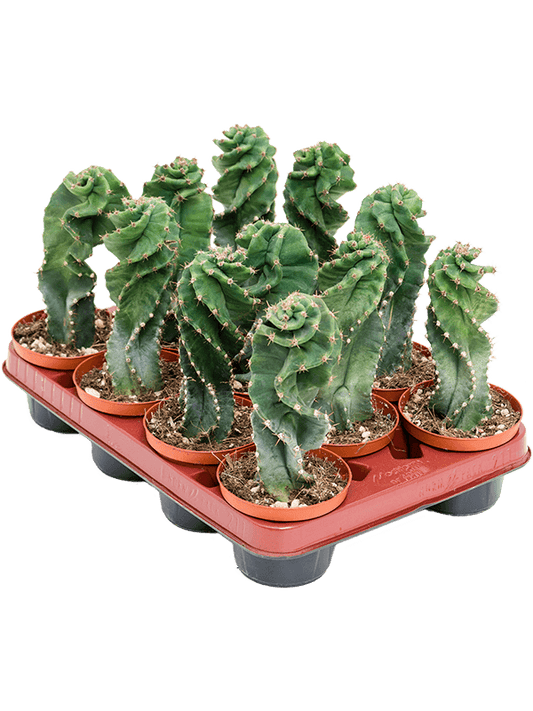 Cereus Jamacaru spiralis