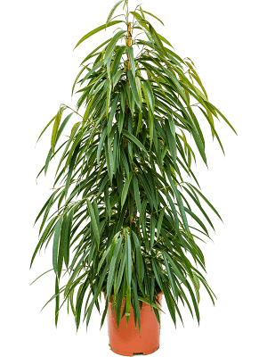 Ficus Ben. Alii