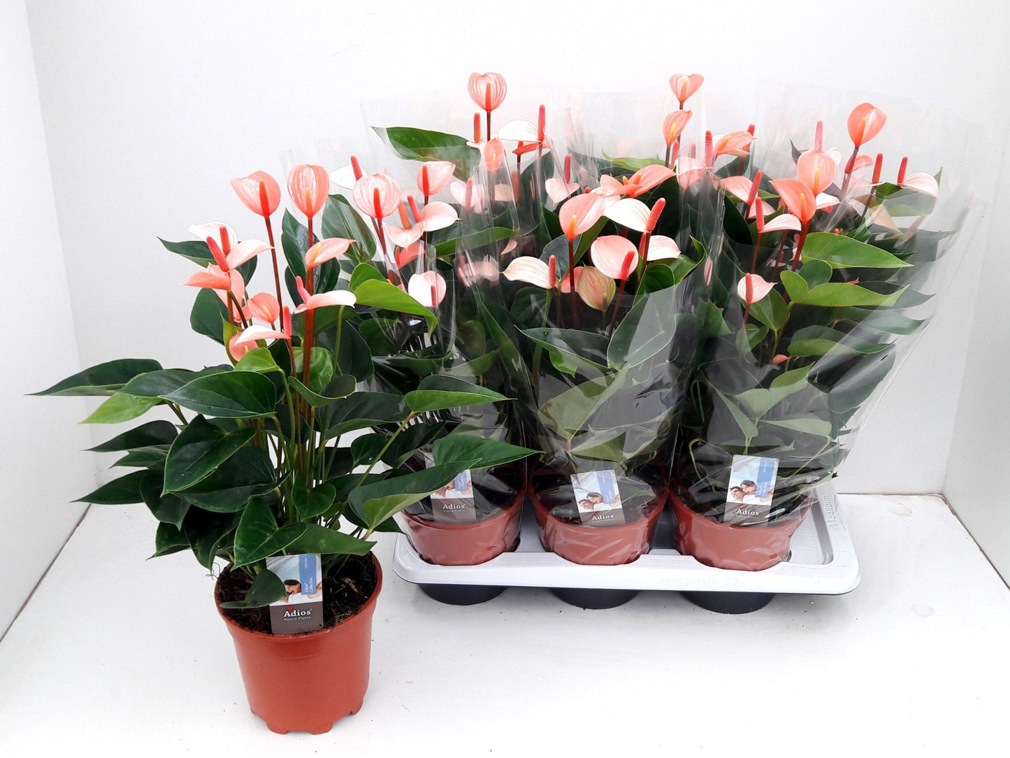 Anthurium andr Adios Salmon