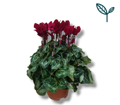 Cyclamen KL Compact