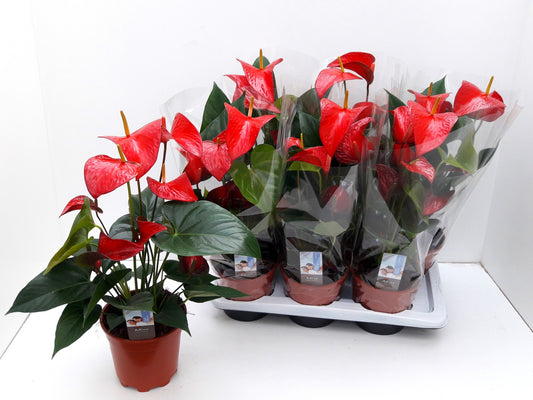 Anthurium andr Red Bull