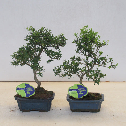 Bonsai Ilex Crenata Small Leaf