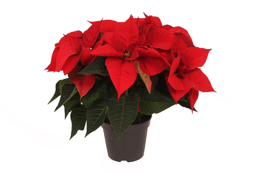 Euphorbia pulc. Christmas Eve 6+