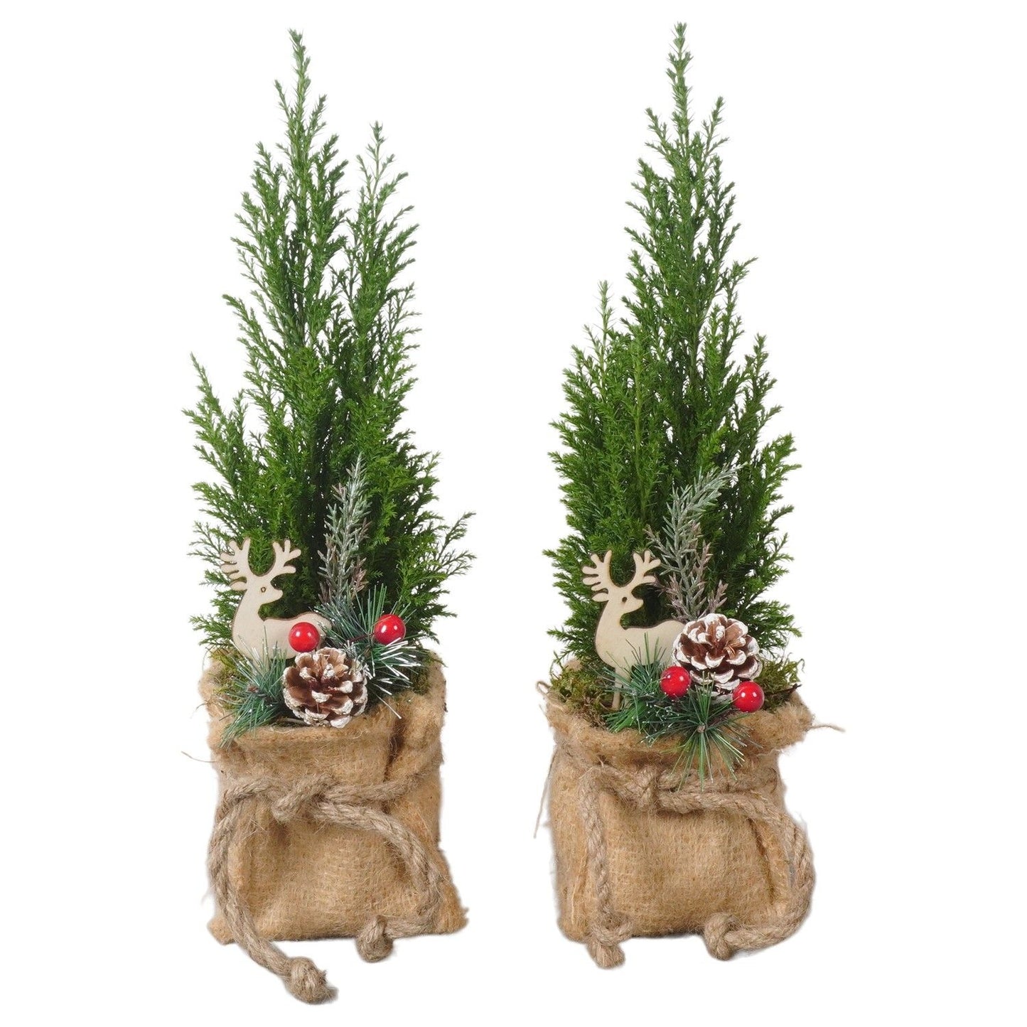 Chamaecyparis L Ellwoodii in Jute Bag