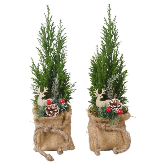 Chamaecyparis L Ellwoodii in Jute Bag