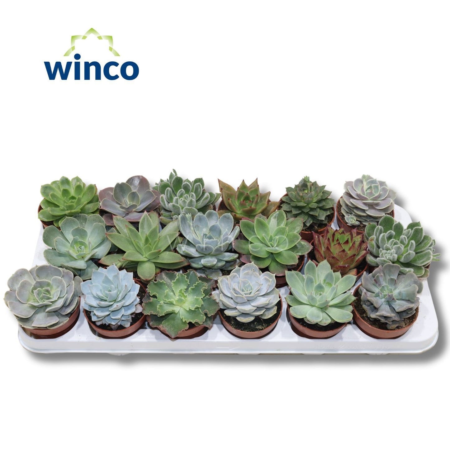 Mini Echeveria Mix