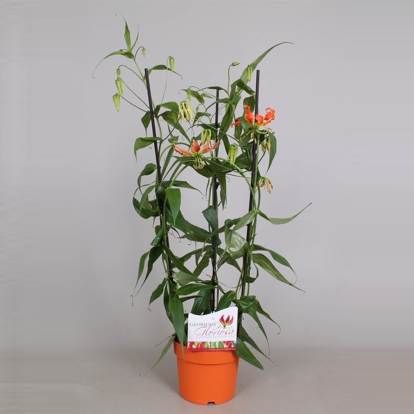 Gloriosa Rothschild Orange