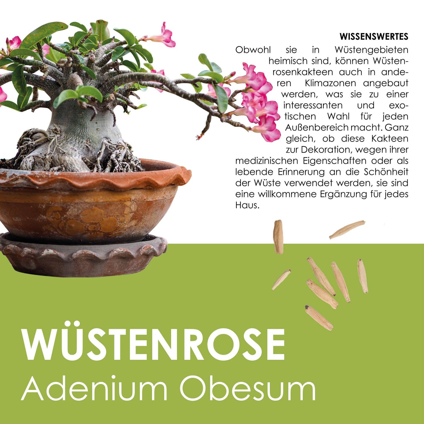 Grow2Go - DESERT ROSE SEEDS - Starter Kit Growing Set