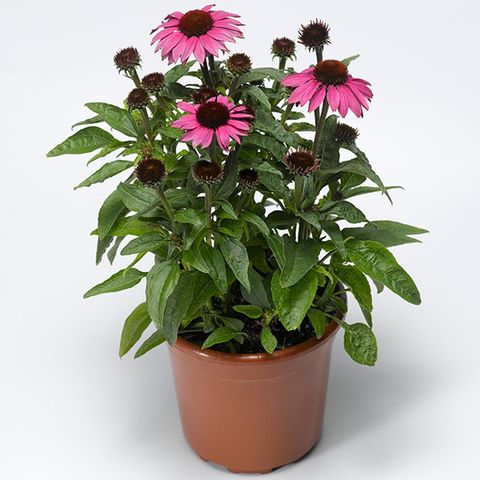 Echinacea Purpurea